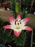 [5031 Lollypop No01.JPG]